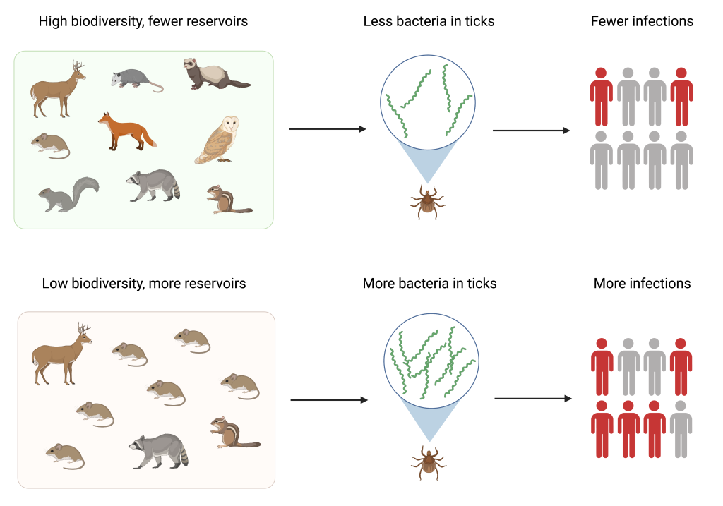 Diagram showing the relationship between biodiversity and zoonotic disease spread. High biodiversity leads to fewer bacteria in ticks and fewer infections, while low biodiversity increases bacteria in ticks and more infections in humans.