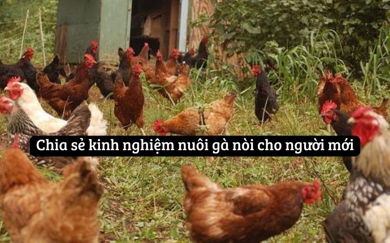 Chia sẻ kinh nghiệm nuôi gà nòi cho người mới