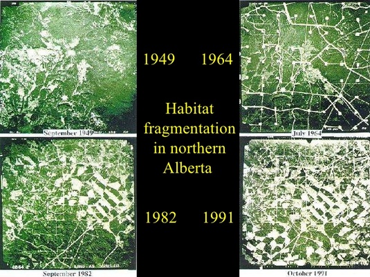 How Habitat Fragmentation Impacts Biodiversity - Habitat Fragmentation