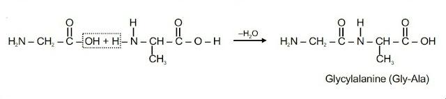 Biomolecules Chemistry Class 12 Notes