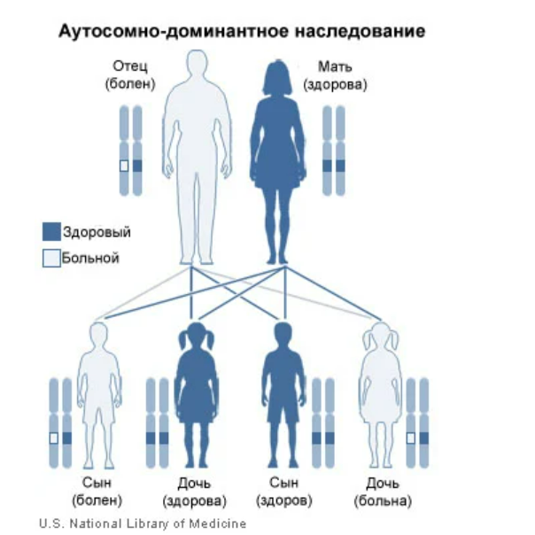 Аутосомно рецессивный тип наследования: найдено 81 картинок