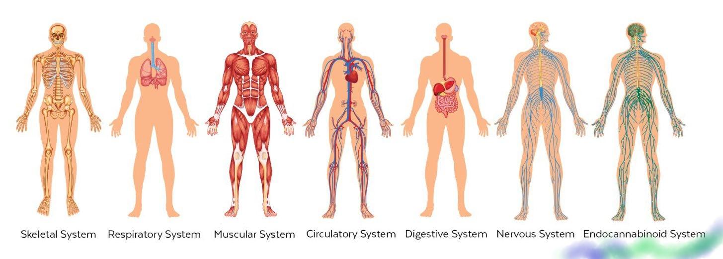 May be an image of 2 people and text that says 'Skeletal System Respiratory System Muscular System Circulatory System Digestive System Nervous System Endocannabinoid System'