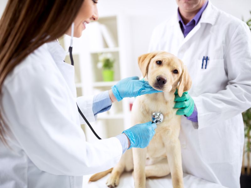 mastectomia veterinária prevenção