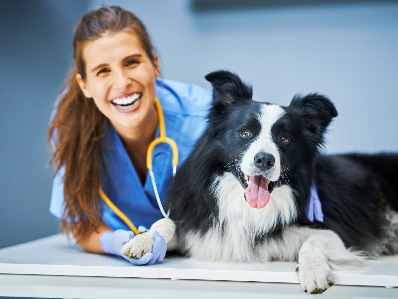 curso de castração de cães e gatos complicações