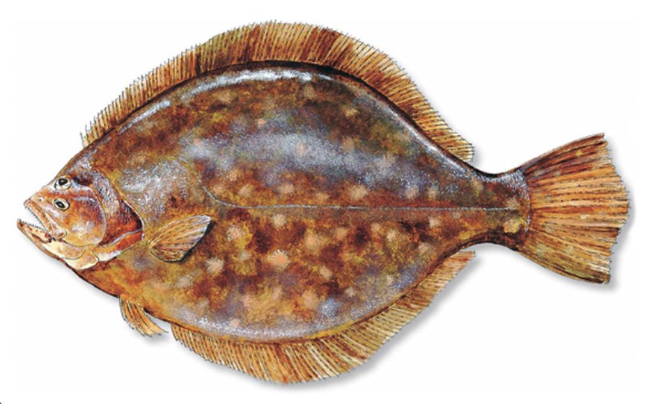 Types of Saltwater Fish - Flatfish - Flounder Fish