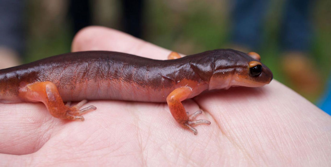 A two-toned orange salamander held by a pair of hands