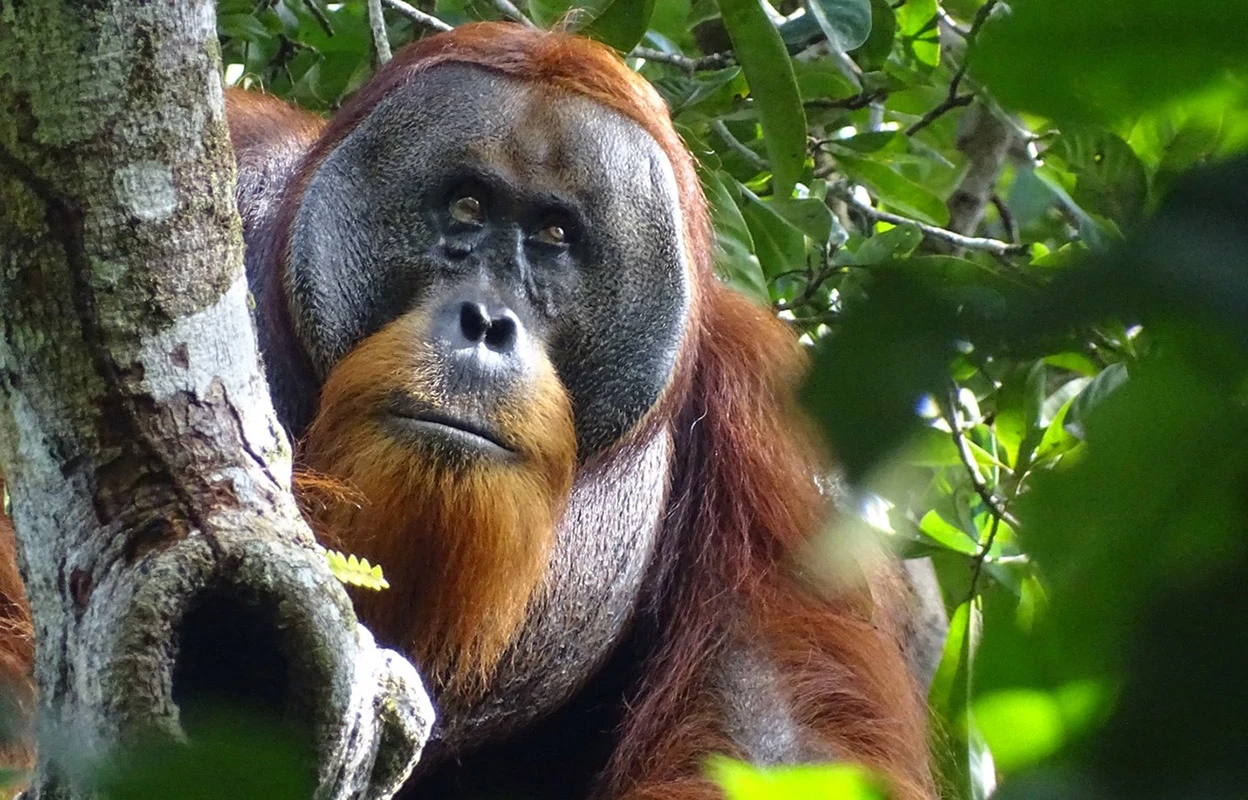 Rakus the orangutan, fully healed