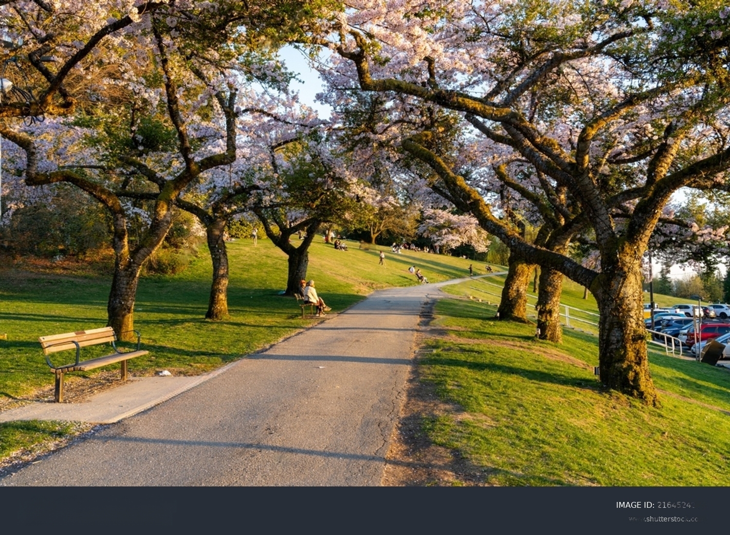 Enjoy Cherry Blossoms on Burnaby Mountain