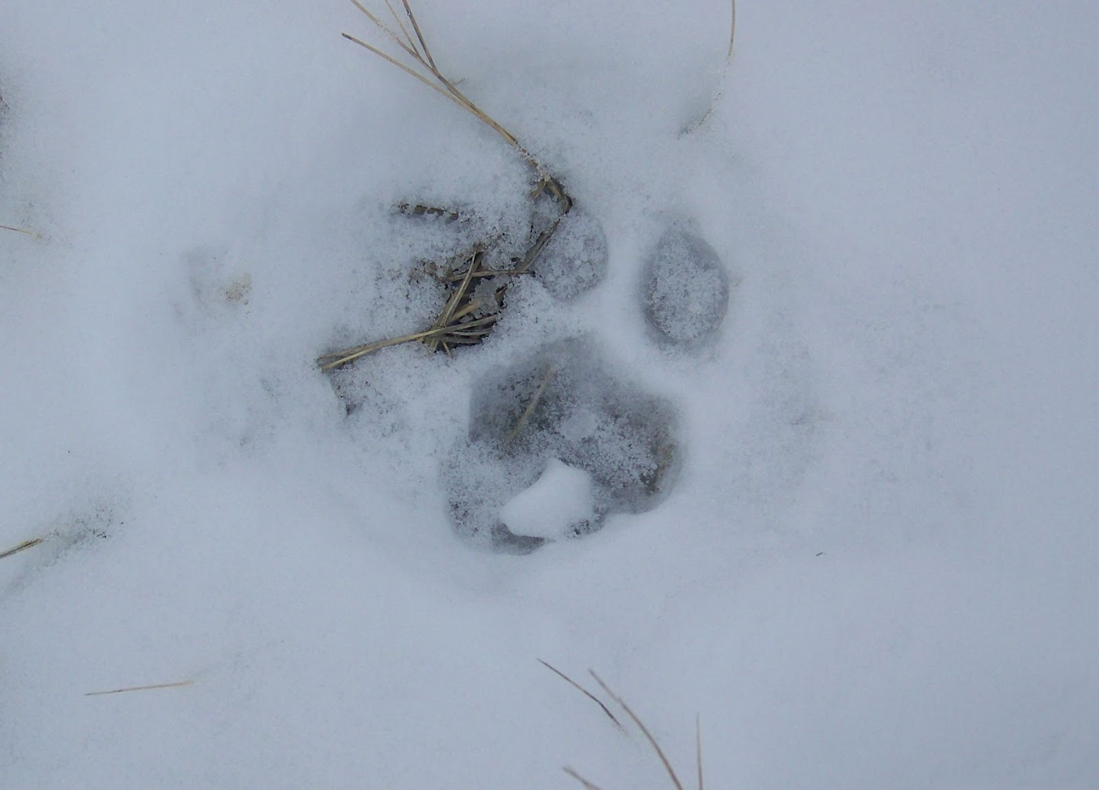 Mountain lion paw print in snow.