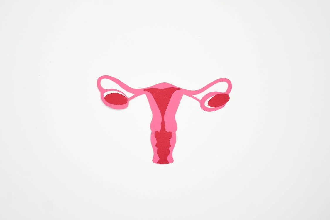 female uterus