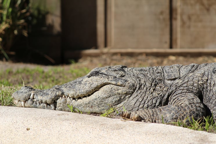An adult alligator sits in the sun at Wild Florida