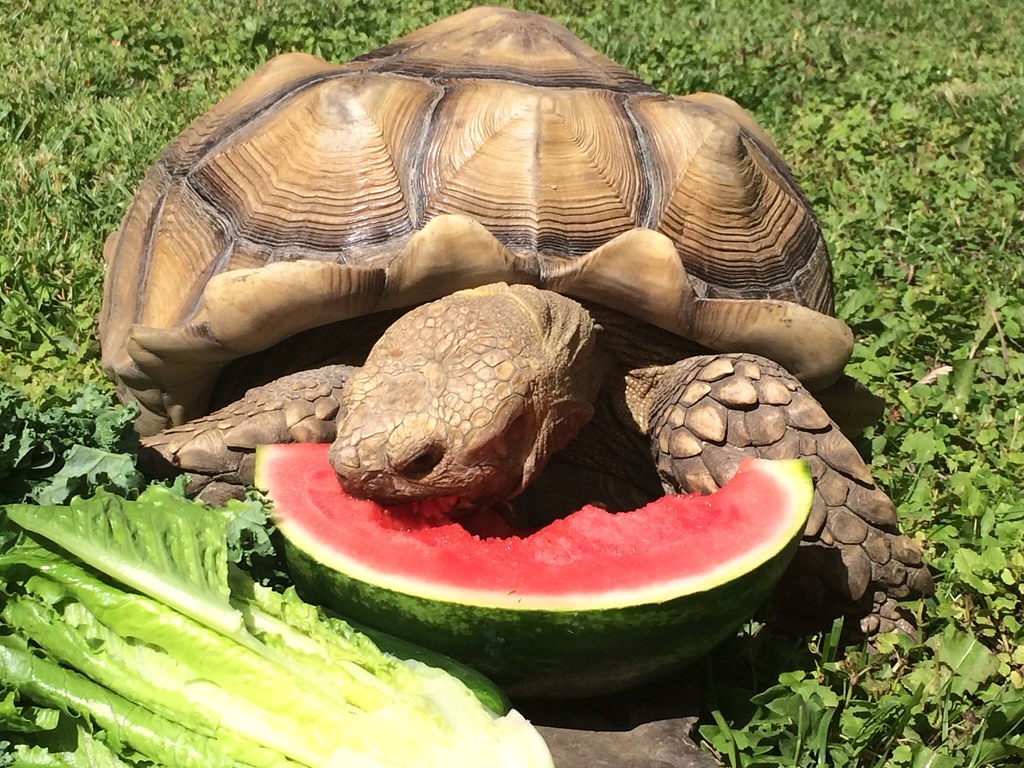 Can Tortoises Eat Watermelon