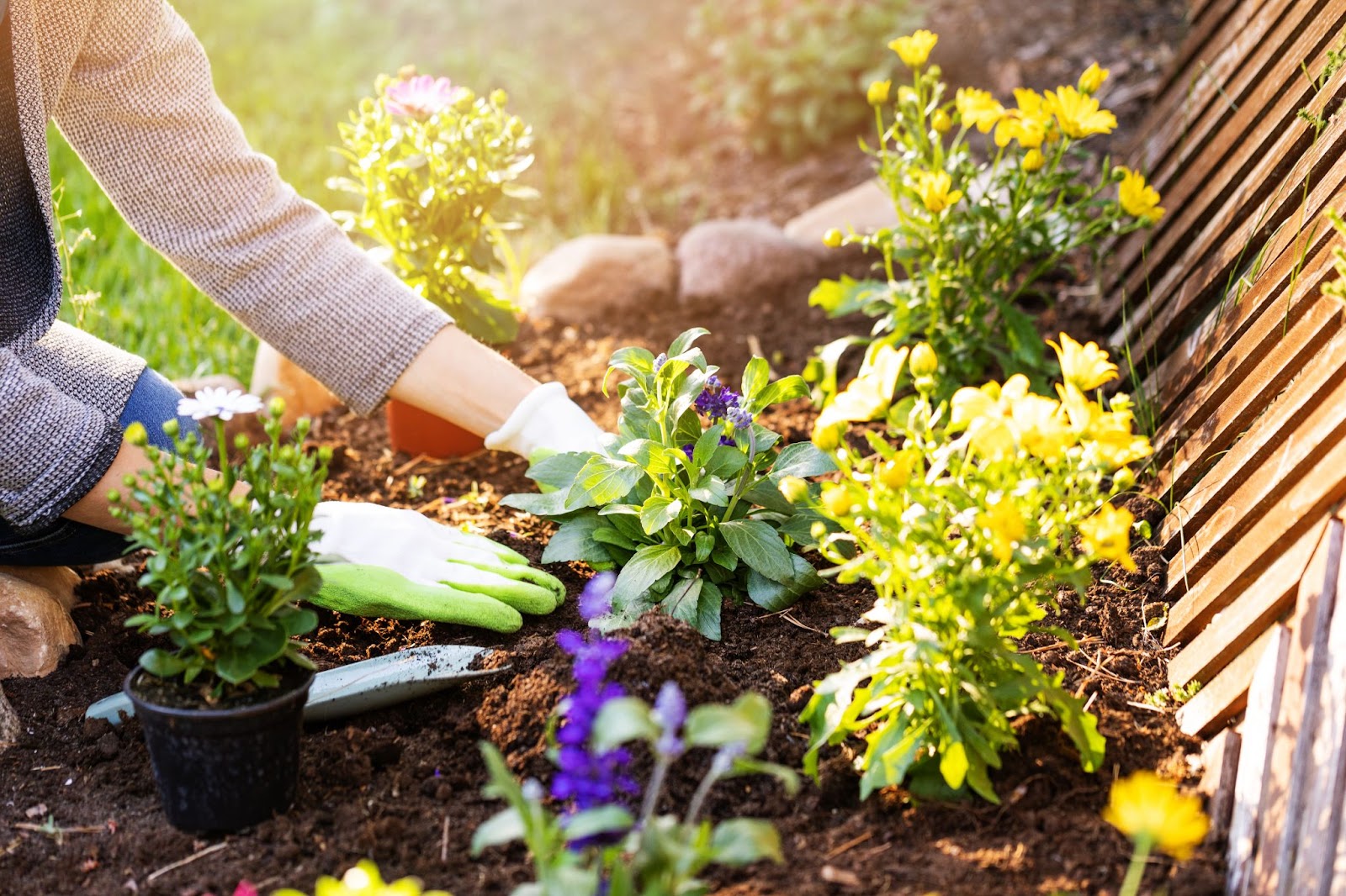 Native Plants