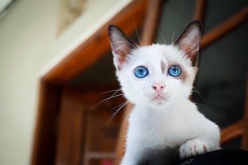 calico cat blue eyes
