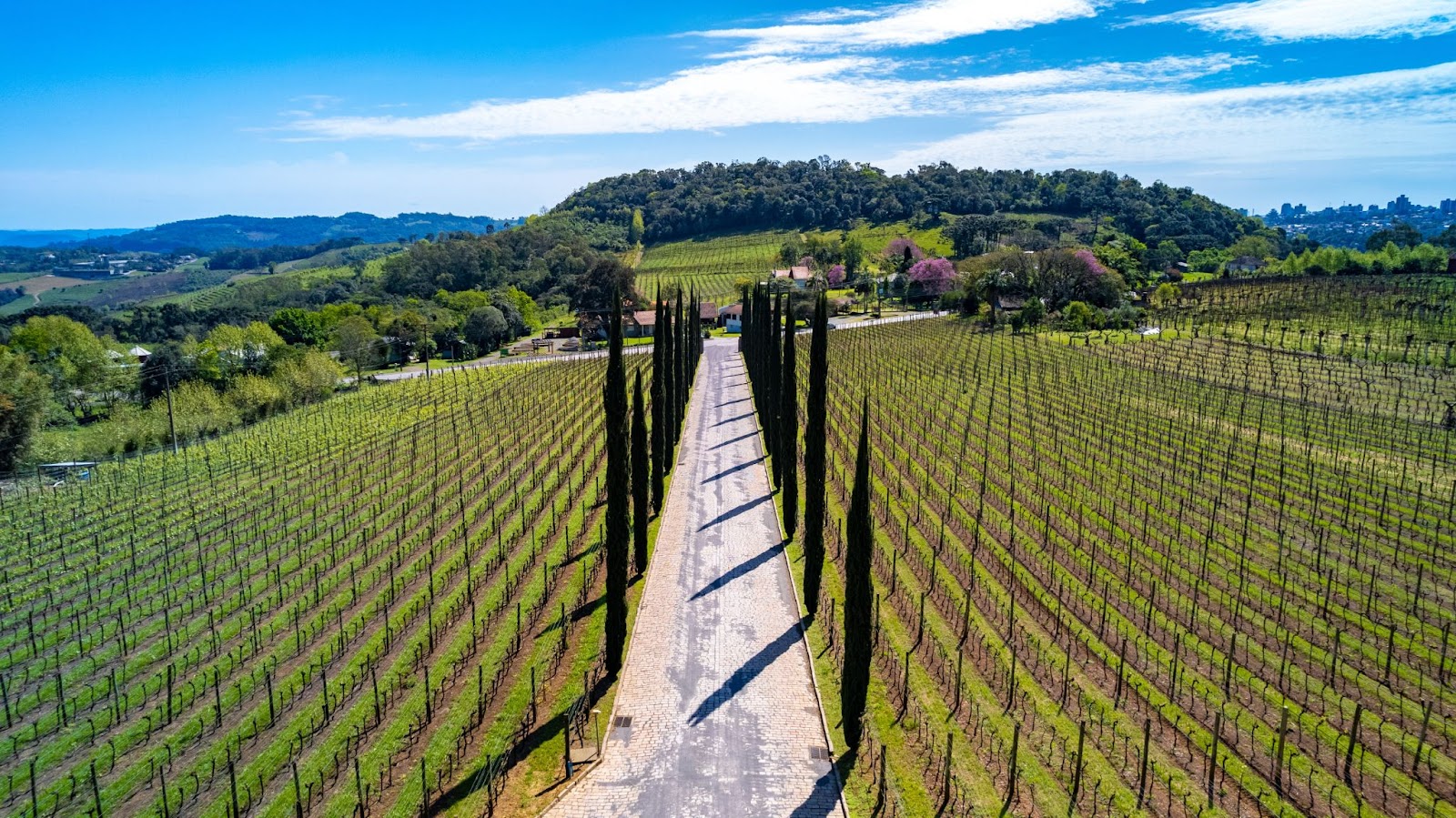 Vista aérea de um grande vinhedo em Bento Gonçalves, RS. Há um caminho de terra entre as áreas de plantação verde. Ao fundo, aparecem montes densamente arborizados e o céu azul