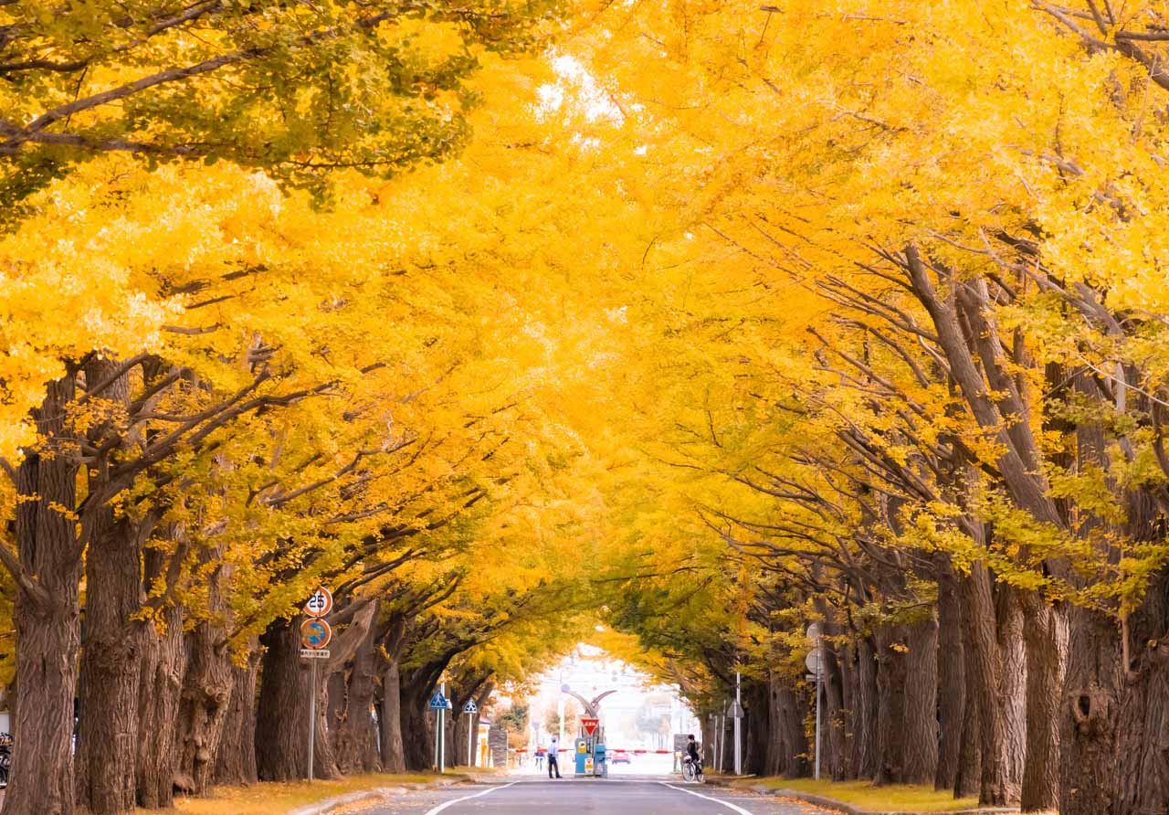 4.札幌市「北大イチョウ並木」