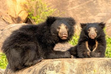 https://res.cloudinary.com/roundglass/image/upload/w_1104,h_736,c_fill/q_auto:best,f_auto/v1615456530/roundglass/daroji-sloth-bear-mother-cub-frontal-akshay-manwani_izkmcz.jpg