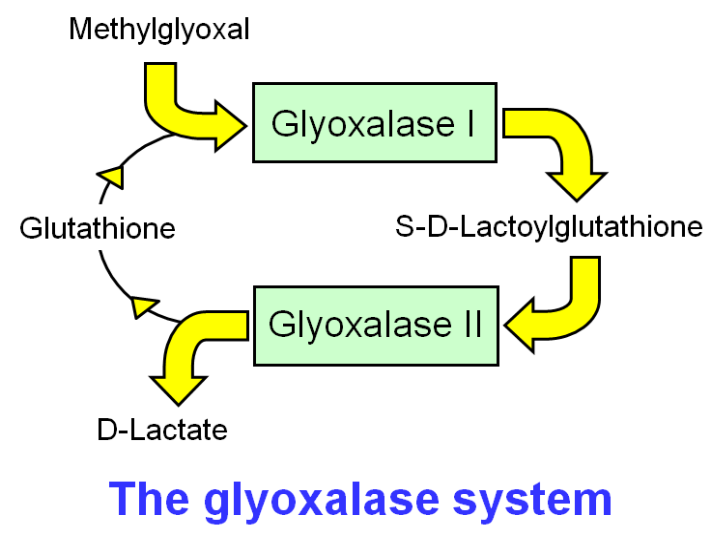 A diagram of a glycoholic system

Description automatically generated