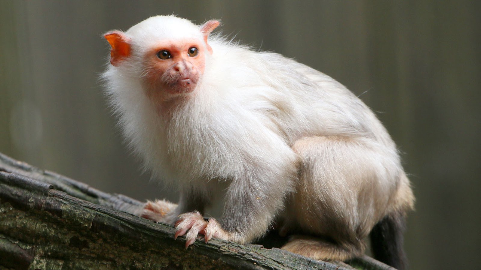 Silvery Marmosets