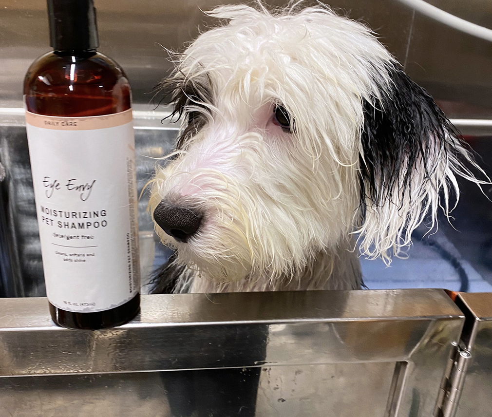 A dog in a sink with a bottle of shampoo Description automatically generated