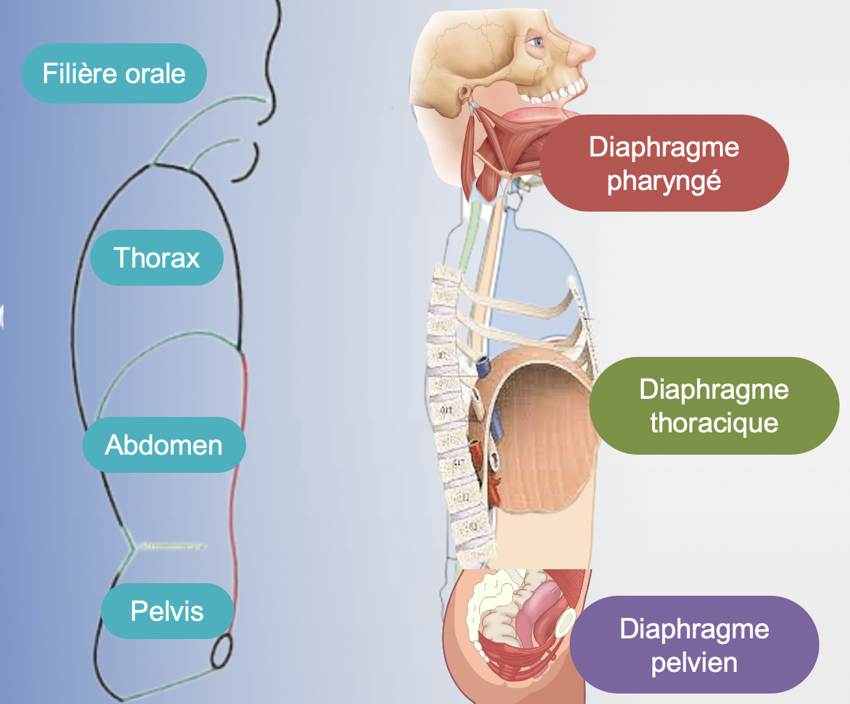 daophragmes pharyngé, thoracique et pelvien : influences psychophysiologie
