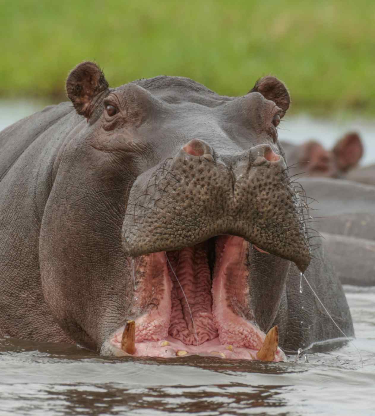 hippo has maasive teeeth, which are used for territorial fight and to defense against predators at chobe national park
