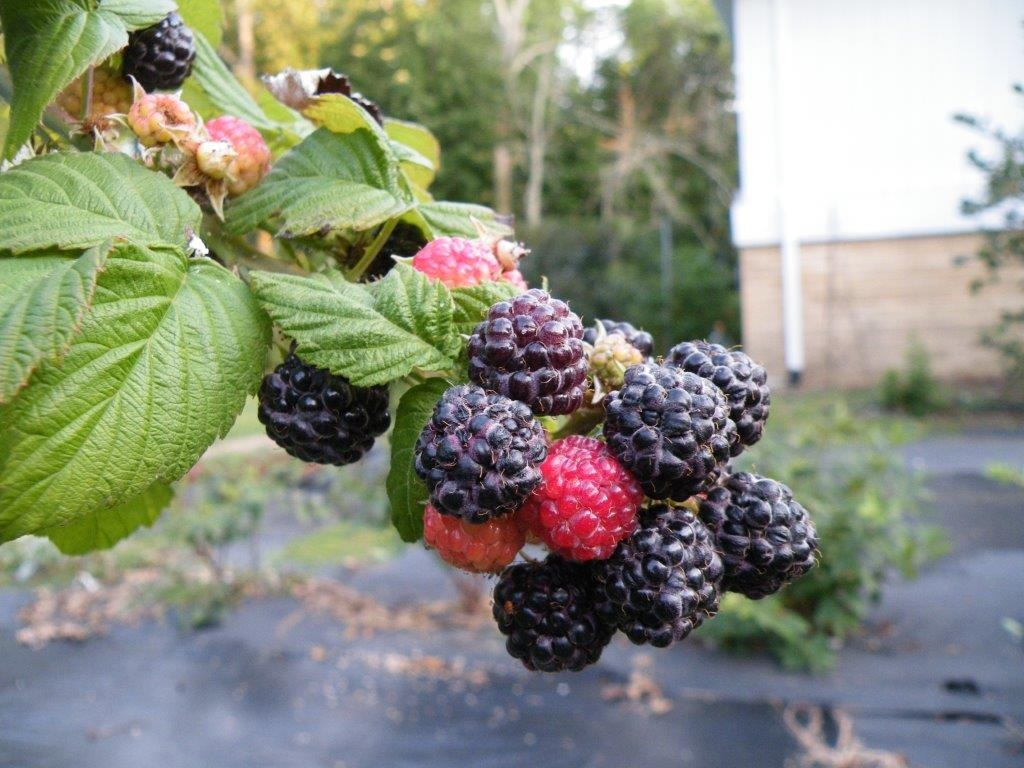Born Free Black Raspberry