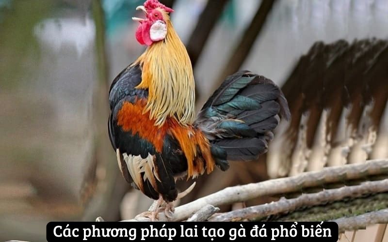 Các phương pháp lai tạo gà đá phổ biến