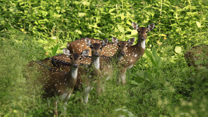 Muthanga Wildlife Sanctuary