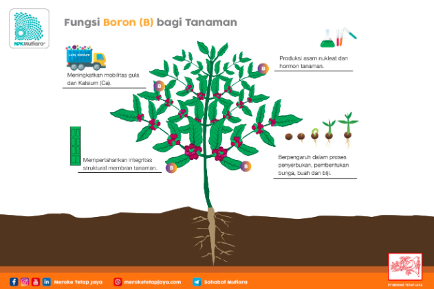 Manfaat Boron Untuk Tanaman