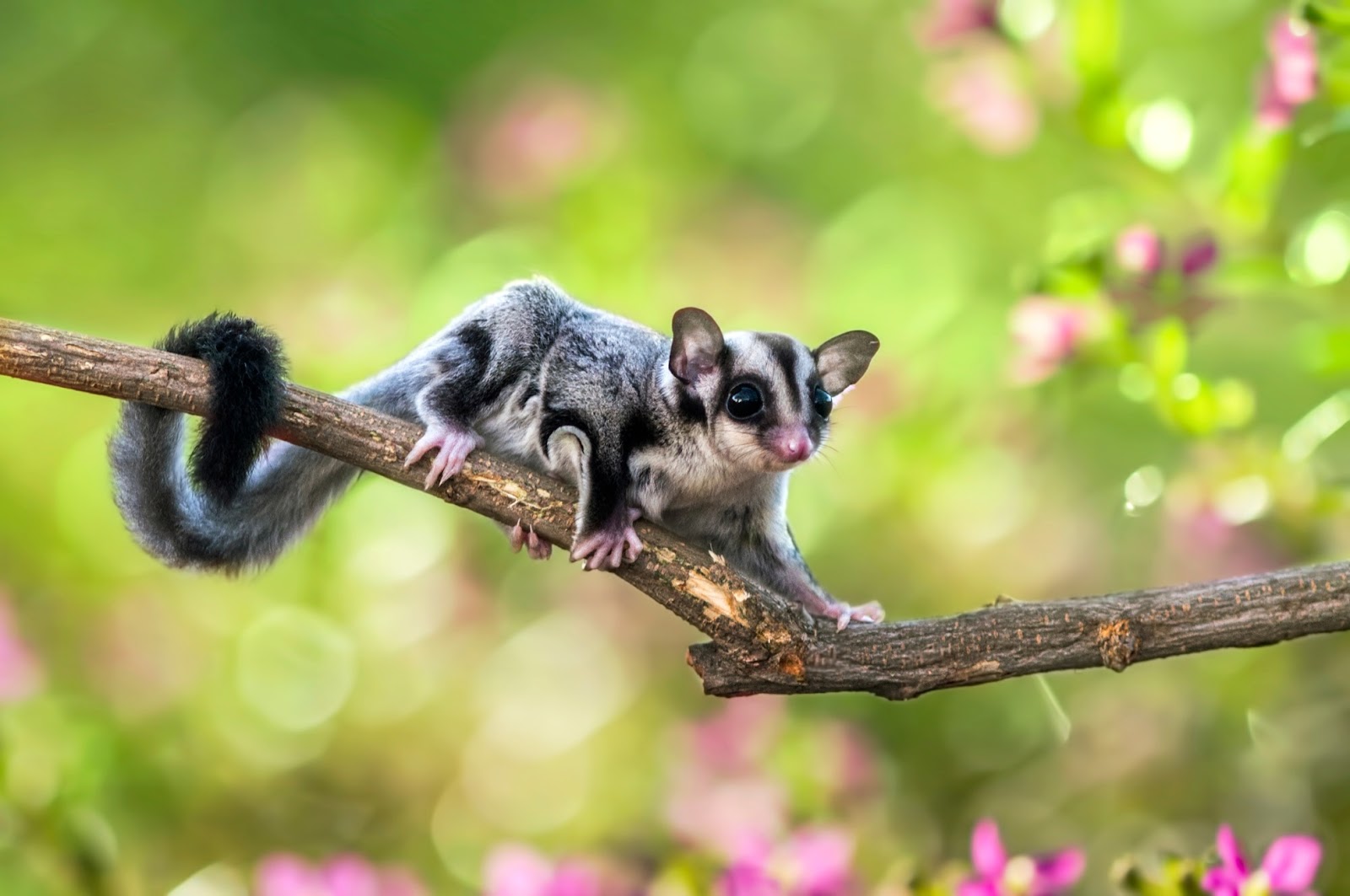 Can Sugar Gliders Eat Cucumbers