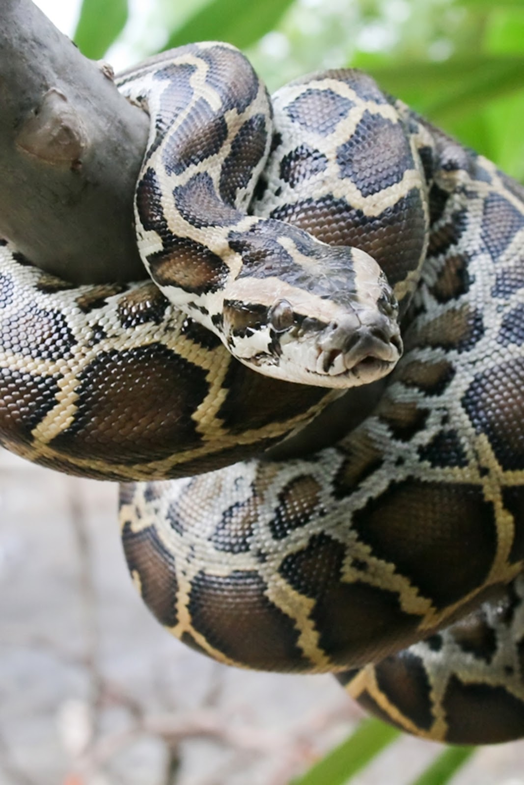 Burmese Python