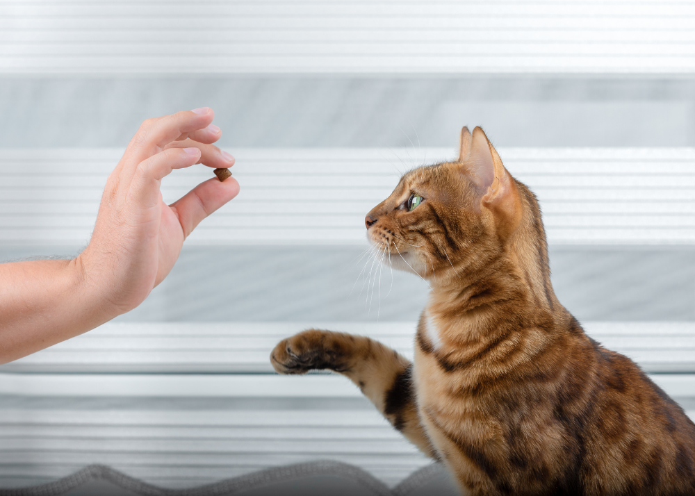 Clicker Training Cats: All Your Questions Answered - Cat School