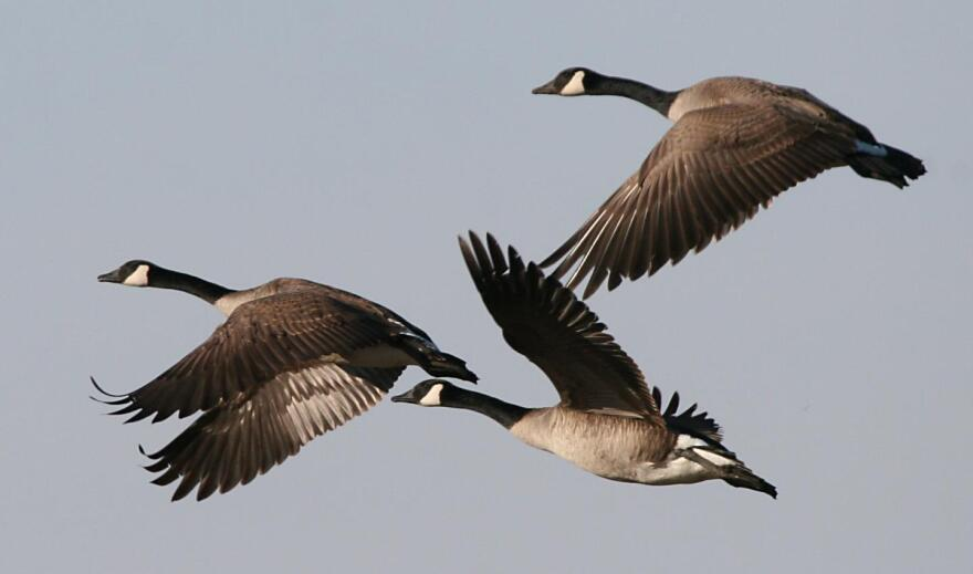 Adaptive Geese