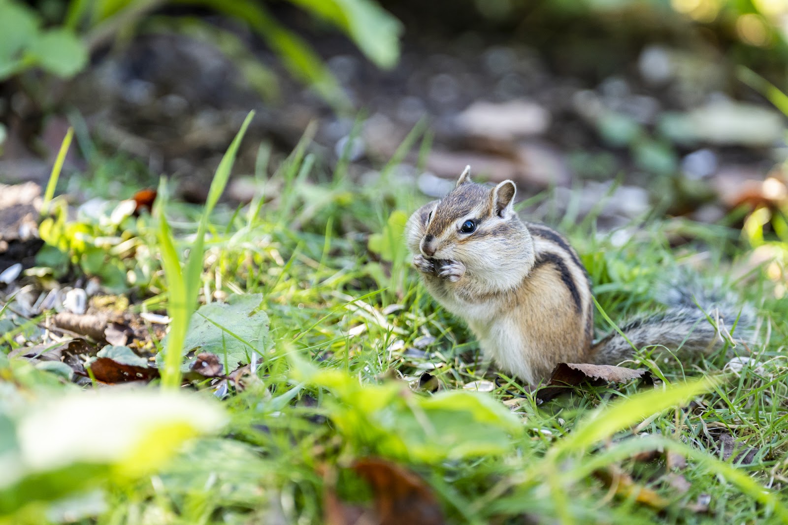 シマリスが飛び跳ねる！天狗山シマリス公園