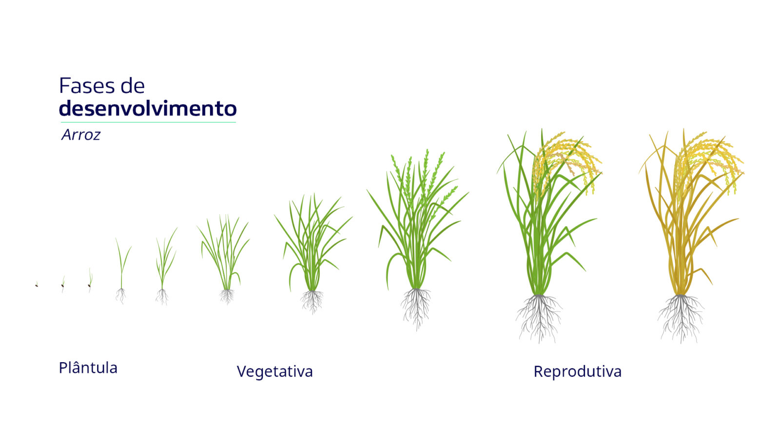 Fases de desenvolvimento do Arroz