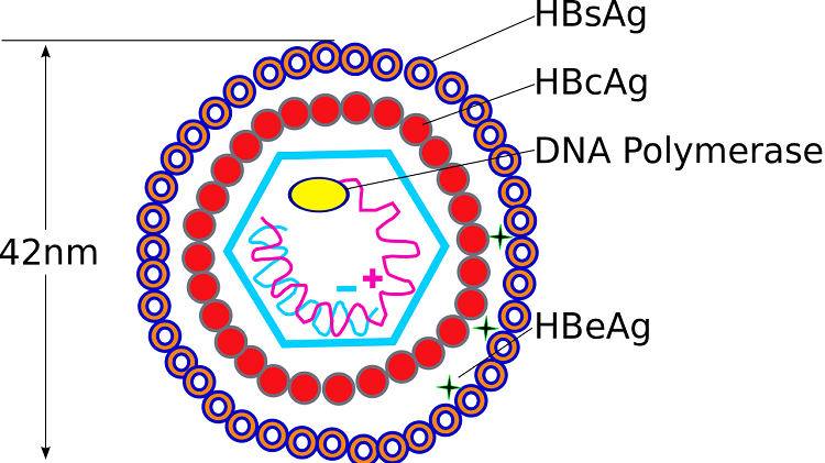 hbv-dna-la-gi-y-nghia-cua-xet-nghiem-hbv-dna 1