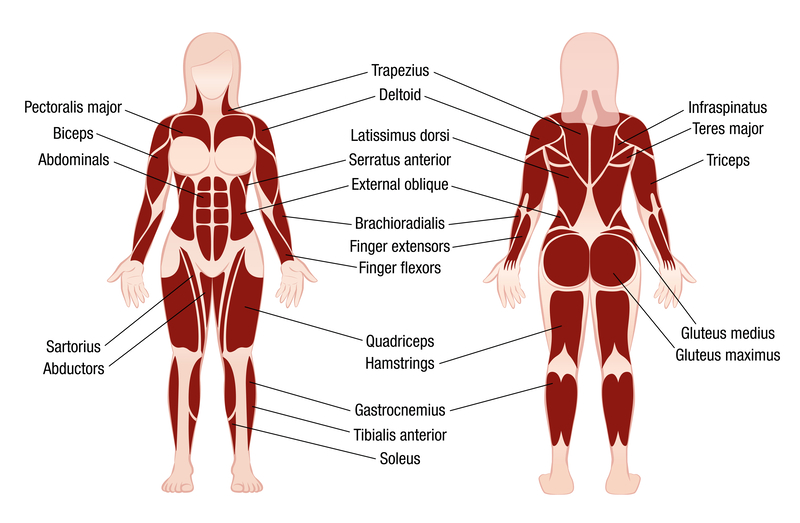 A diagram of a person's body

Description automatically generated