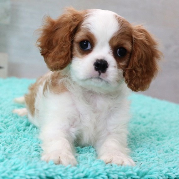 cavalier king charles spaniel puppy breed