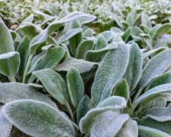 Image of Lamb's Ear plant leaves