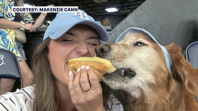 Tampa Bay Rays surprise fan on Dog Day at the Trop after TikTok got team's  attention - Yahoo Sports