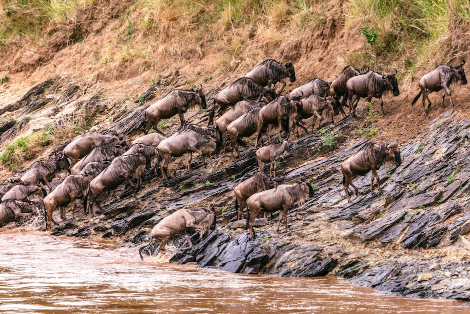 From the river we witness best time to see Serengeti Migration