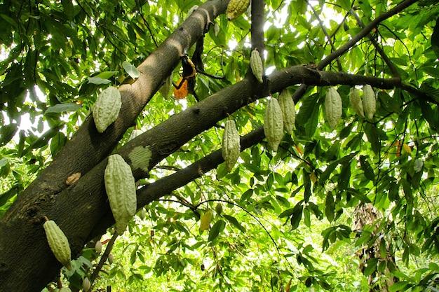 mudas de cacau podem ser plantadas de 2 formas principais