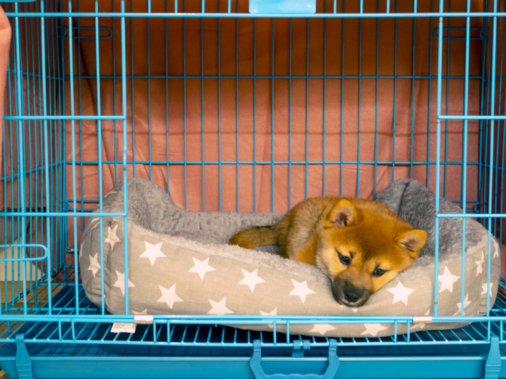 Shiba Inu puppy resting in crate