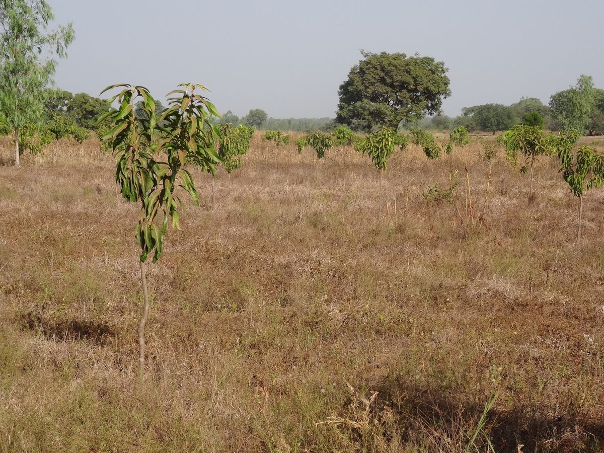 Symbolic Interpretations of the Mango Tree in Dreams