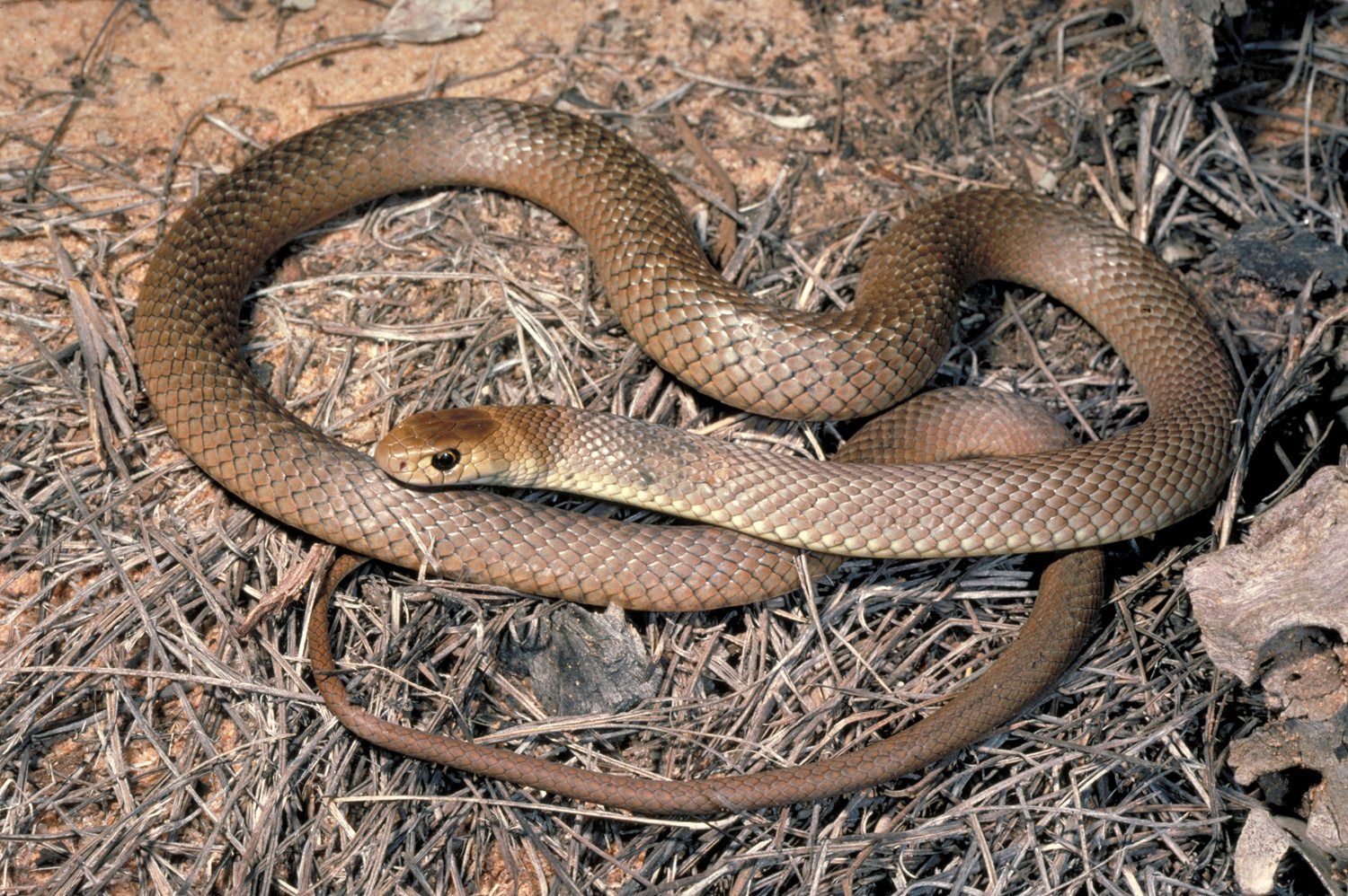 Brown Snakes California