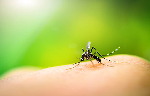 mosquito-bornе infеctious disease