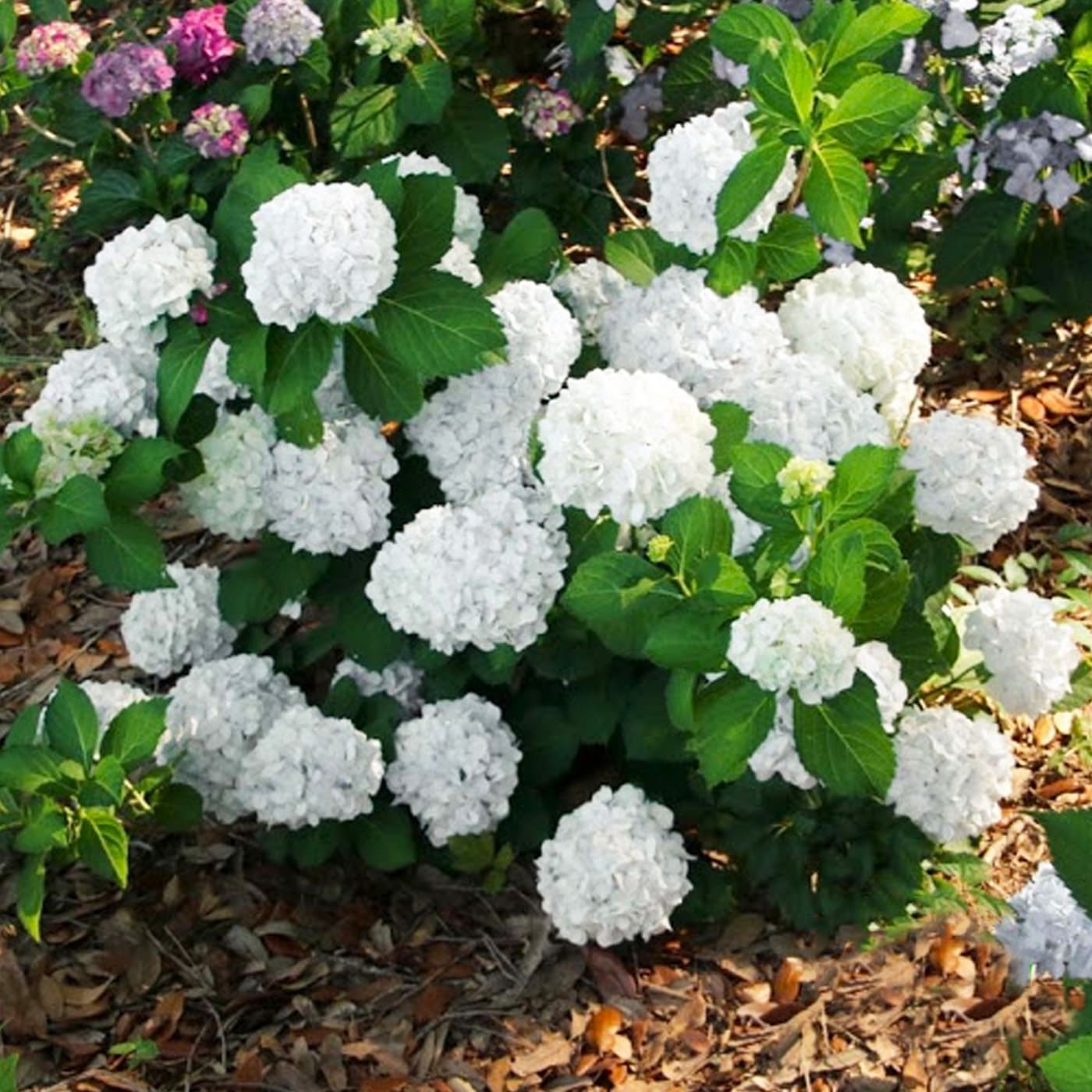 Гортензия крупнолистная (Hydrangea macrophylla): описание и фото | блог  интернет - магазина АртФлора