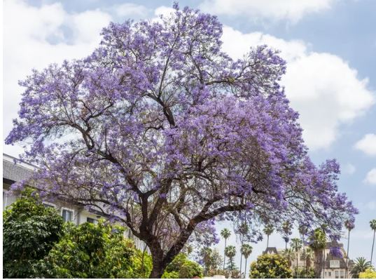 Early Jacaranda Bloom