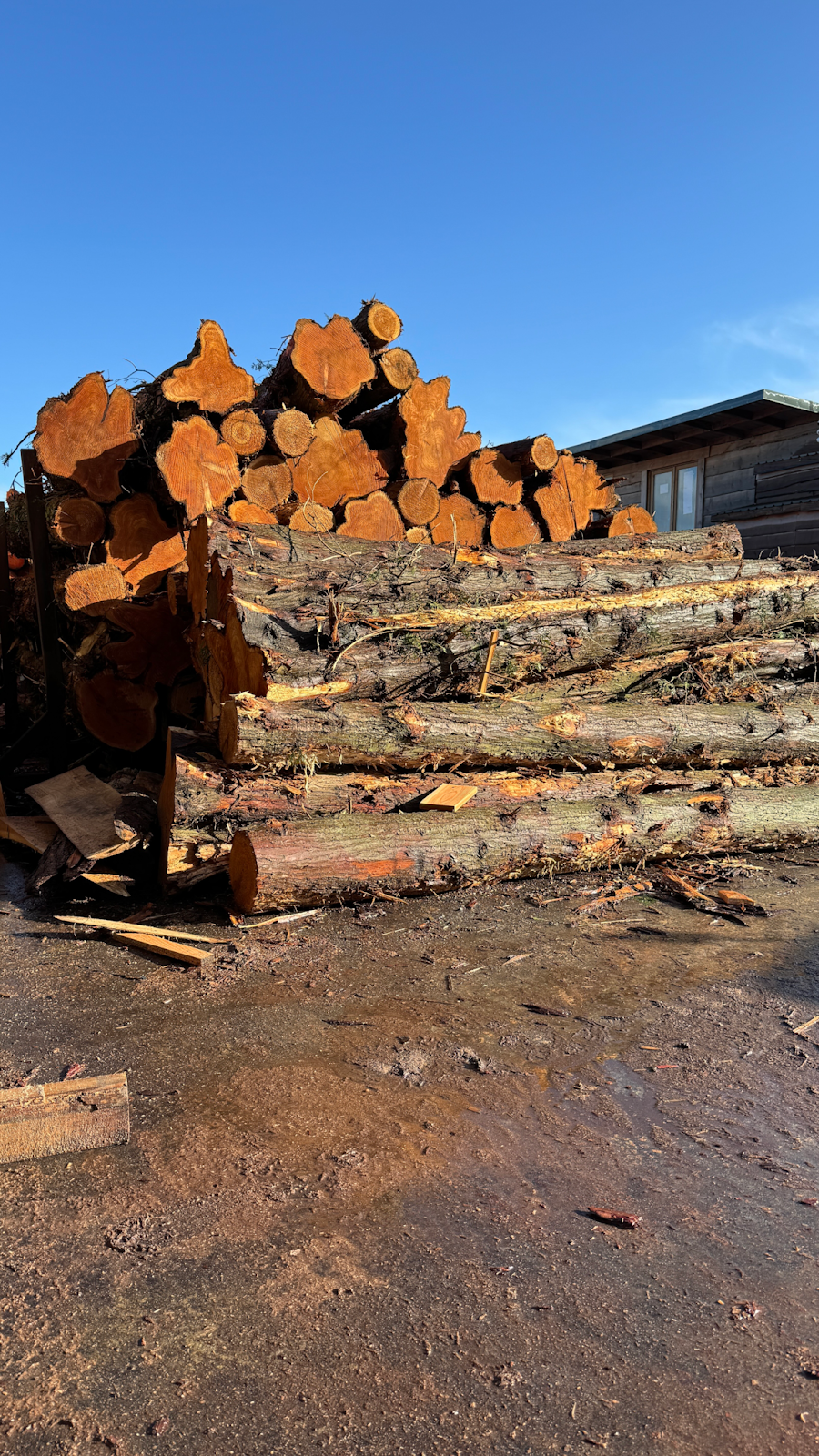 An atractive logpile, stacked high with a clear blue sky behind it